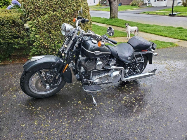 stefanhead harley davidson usate rimini